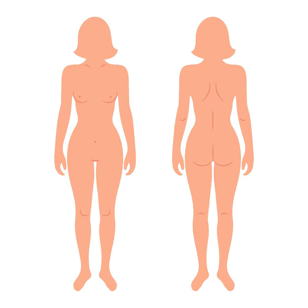 Női test anatómiai illusztráció elölnézetből és hátulnézetből